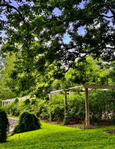 It's the beginning of blueberry picking season here at the farm. My bushes are full of berries. I check them every day and pick the bluest of them all.