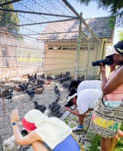 And here they are with the chickens, watching their movements and waiting for just the right opportunities - all part of mindful photography.