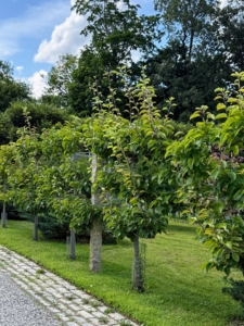 Outside my stable in front of the peafowl and goose pens, I have this espalier of pear trees. Espalier refers to an ancient technique, resulting in trees that grow flat, either against a wall, or along a wire-strung framework. Many kinds of trees respond beautifully to the espalier treatment, but fruit trees, like apple and pear, were some of the earliest examples. And, because necessary sunlight reaches every piece of fruit that these trees bear, espalier pruning remains standard procedure at commercial orchards in France.