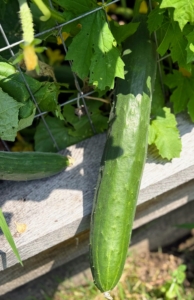 All the cucumbers are growing in the center of the garden along the fence-trellis. Cucumbers require a long growing season, and most are ready for harvest in 50 to 70 days from planting. The fruits ripen at different times on the vine, but it is essential to pick them when they are ready. If they are left on the vine too long, they tend to taste bitter.
