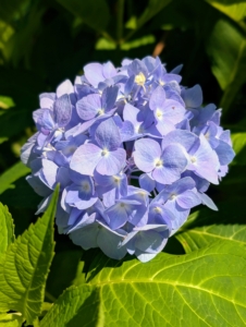 Hydrangea is a genus of at least 70-species of flowering plants native to southern and eastern Asia and the Americas. By far the greatest species diversity is in eastern Asia, notably China, Japan, and Korea. Mopheads are the most popular flower style of hydrangea.