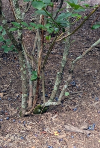 At the base, blueberry shrubs have multiple canes growing directly out of the earth in clumps. The canes or branches are smooth and thornless. These bushes have done so well here at the farm. I am always so pleased with how prolific they are every year.