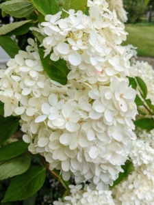 This beautiful white panicle hydrangea is growing outside my tennis court.