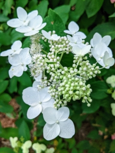 The lacecap is very similar to the mophead, but instead of growing round clusters of showy blossoms, this hydrangea grows flowers that resemble flat caps with frilly edges.