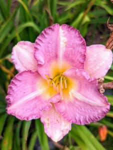 I also have pops of daylilies. The daylily is a low-maintenance perennial—easy to grow, virtually disease- and pest-free, and able to survive drought, uneven sunlight, and poor soil. The daylily’s botanical name, Hemerocallis, comes from Greek hemera “day” and kallos meaning “beauty”. The name is appropriate, since each flower lasts only one day. Despite their name, daylilies are not “true lilies.” Leaves grow from a crown and the flowers form on leafless stems called “scapes,” which rise above the foliage.