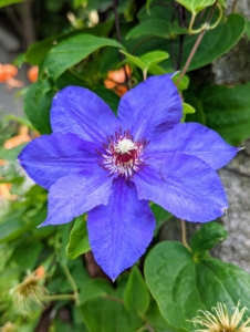 Here's a darker purple clematis still holding on to its color and form.