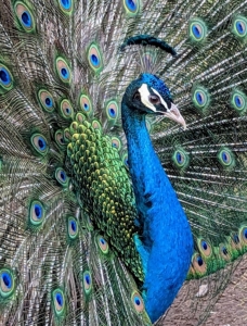 Look at the top of his head. Both male and female peafowl have a fan-shaped crest on their heads called a corona.