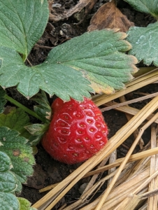 I always grow strawberries. Strawberries are among the easiest berries to grow. They are cold-hardy and adaptable, and can be planted in both garden beds and containers.