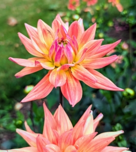 Flowers come one head per stem. The blooms can be as small as two-inches in diameter or up to one foot across. They are divided into 10 groups: single, anemone, collarette, waterlily, decorative, fall, pompon, cactus, semi-cactus, and miscellaneous.