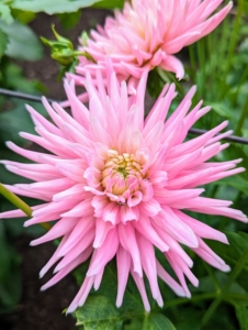 I often say my favorite flowers are those blooming at the time because I love them all. Right now, my dahlias are bursting with color. There are about 42 species of dahlia, with hybrids commonly grown as garden plants. A member of the Asteraceae family of dicotyledonous plants, some of its relatives include the sunflower, daisy, chrysanthemum, and zinnia.