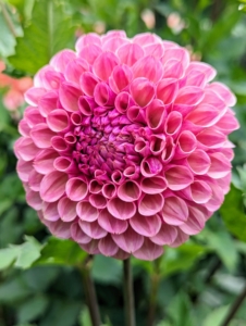 The majority of dahlia species do not produce scented flowers or cultivars, but they are brightly colored to attract pollinating insects.