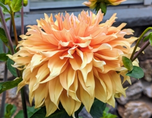 Dahlias come in white, shades of pink, red, yellow, orange, shades of purple, and various combinations of these colors – every color but true blue. In the 19th century, a London newspaper offered a pound, or a little more than a dollar, to the first breeder to create a blue dahlia—the reward was never claimed, but there have been many attempts that are near-blue.