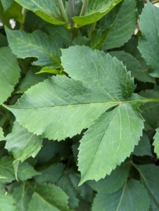 Dahlia leaves are typically dark green, lance-shaped, and have a slightly rough texture.