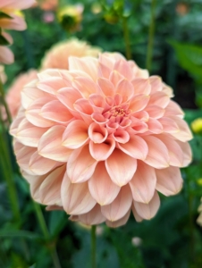 So, go out and check your dahlias. Deadheading now and through the season will mean more to enjoy until the onset of winter.