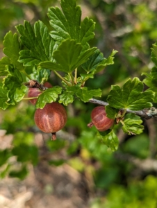 Gooseberries are native to Europe, northwest Africa, and all regions of Asia except for the north. Gooseberries grow best in areas with cold, freezing winters and humid summers.