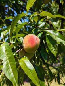 Peach trees thrive in an area where they can soak up the sunshine throughout the whole day. It prefers deep sandy well-drained soil that ranges from a loam to a clay loam.