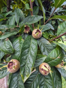 Do you know what these are? Medlars, Mespilus germanica – a small deciduous tree and member of the rose family. The fruit is small, about one to two inches in diameter, and ranging in color from rosy rust to dusty brown. Medlars are native to Southwestern Asia and Southeastern Europe.