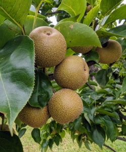 I also planted many types of Asian pear, Pyrus pyrifolia, which is native to East Asia. These trees include Hosui, Niitaka, Shinko, and Shinseiko. Asian pears have a high water content and a crisp, grainy texture, which is very different from the European varieties.