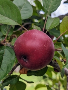 Many ask what I do with all the apples. It's become a family tradition to have my granddaughter, Jude, come up with friends for a weekend in autumn to manually press as many apples as possible, making quarts and quarts of cider. It's so delicious.