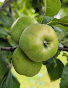 And don't forget the apples - I have an entire section of the orchard dedicated to delicious, sweet apples.