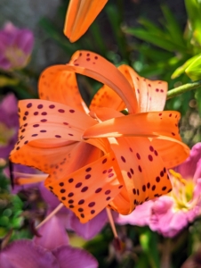 The tiger lily’s petals bend back far during the flowering cycle, curling up against its own stem and exposing the stamens and pistol for visiting pollinators.