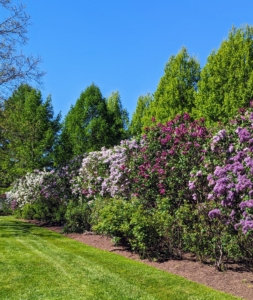 This is my lilac allée located behind my chicken coops and near my tennis court. This allée bursts with superlative color every spring. Lilacs are easy to grow, and can reach from four to 20-feet tall or more depending on the variety.