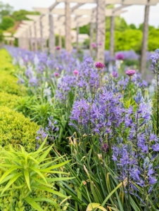 By late May, this pergola garden is filled with lots of blue and purple flowers. This palette of colors is a big favorite at the farm – it grows more colorful and vibrant every spring.
