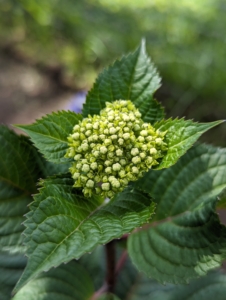 Here’s a flower still waiting to bloom. Blooms appear all summer long on both old wood and new growth.