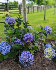 Most hydrangeas are shrubs, but some are small trees. They can be either deciduous or evergreen, though the widely cultivated temperate species are all deciduous.