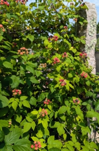 In my berry patch behind the main greenhouse, I have lots of raspberry bushes. We start picking the black raspberries in early July.