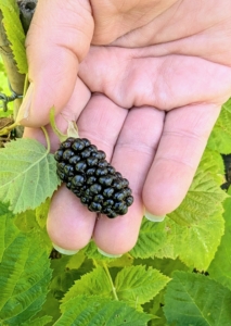 I also have blackberry bushes. This is one of the fruits. The blackberry is packed with vitamins C, K, and E, rich in dietary fiber, and low in sugar. Blackberries are juicy and delicious eaten raw.