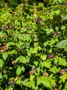 One plant can produce several hundred berries in a season. Raspberries are vigorous growers and will produce runners that fill up a bed.