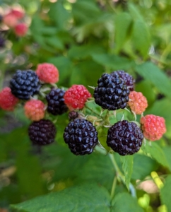 Once raspberries are picked, they stop ripening, so under-ripe berries that are harvested will never mature to the maximum sweetness. Only ripe raspberries will come right off the stem. The black raspberry plant is a high producing early variety whose upright growth makes it easy for picking.