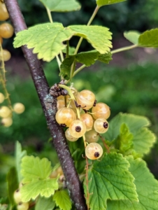 ... and currants, in translucent white, dark purple, and bright ruby red.