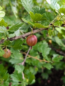 Nearby, I have gooseberries...