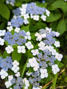 They produce florets, surrounded by small flowers that look like closed buds.