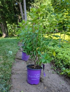 Along both width sides, I added a selection of First Editions Diamond Rouge hydrangeas, Hydrangea paniculata ‘Rendia’ - small, bushy, deciduous shrub that produces large, rounded flower heads that change color over the season – creamy white in summer, changing to pink, and then wine red in fall.