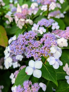 In addition to the mopheads, there are also hydrangeas that bloom in lovely lacecaps.