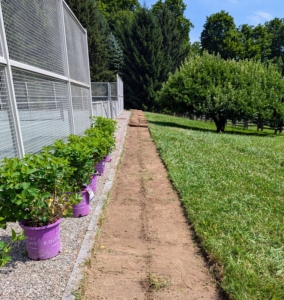 These plants are Little Hottie® Panicle Hydrangeas from First Editions. They're compact, mid-sized white hydrangeas - perfect for this side of the court.