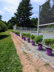 Plants were positioned about two-and-a-half feet apart - I had just enough to fill all three sides.