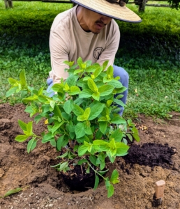 Chhiring planted the hydrangeas similar to the way they were planted in the pots. Hydrangeas have shallow root systems that spread out broadly near the surface of the soil. Planting them too deep can bury the stems, which can promote root rot.