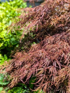 I have many Japanese maples at the farm. With more than a thousand varieties and cultivars, the iconic Japanese maple tree is among the most versatile small trees for use in the landscape. Some of the Japanese maples in this garden include Acer palmatum var. dissectum ‘Crimson Queen’, Acer palmatum ‘Shaina’, and Acer palmatum var. dissectum ‘Red Dragon’.