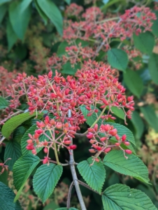 In another area, the bright red berries of the Viburnum. These berries replace the creamy-white, flat-headed flowers that bloom in spring.