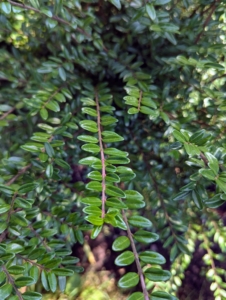 I have several Cotoneaster plants in one corner of the garden bed. They have soft arching stems studded with leathery, glossy, rounded, dark green leaves.