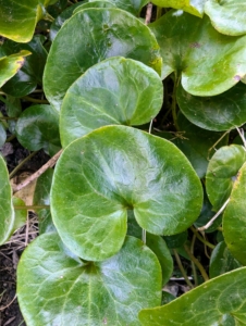 And this is Asarum europaeum, or European Wild Ginger - a slowly spreading ground cover that is primarily grown for its glossy, leathery, heart-shaped, dark green leaves.