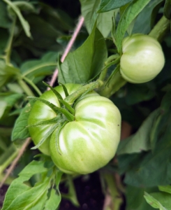 My tomatoes are growing beautifully, and every single plant is well-supported.