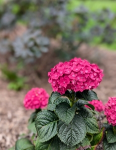 The blooms on this compact Summer Crush® hydrangea are intense, deep raspberry pink. These hydrangeas are from the Endless Summer Collection by Bailey Nurseries. These are growing beautifully in my middle field under the allée of London planes and smoke bushes.