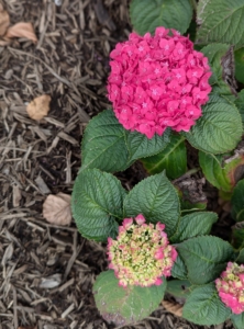 These hydrangeas will reach 36-inches tall with a spread that’s 18 to 36-inches wide. They add such a nice bold color to this long allée.