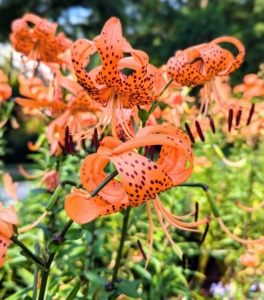 Native to China and Japan, these robust flowers add striking beauty to any border with their bright and showy orange colored blooms.