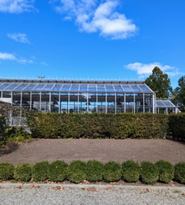 These garden beds in front of my glass greenhouse are already bordered by European hornbeam hedges and boxwood shrubs. Last fall, the beds were also cleared, tilled and fed before any work was started to redo them.